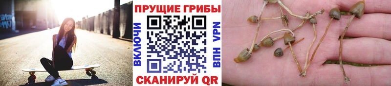 купить наркотик  Павловск  Галлюциногенные грибы мухоморы 